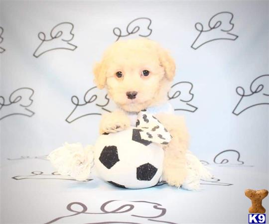 lvpuppyheaven Picture 3